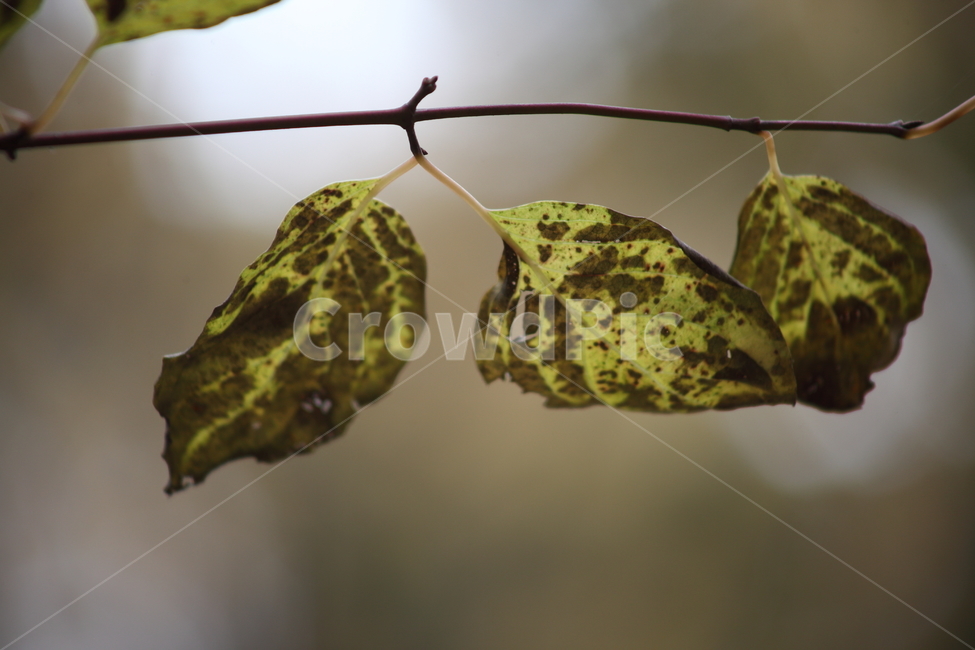 단풍,잎,식물,가을,redleaves,식물,자연,plants,nature