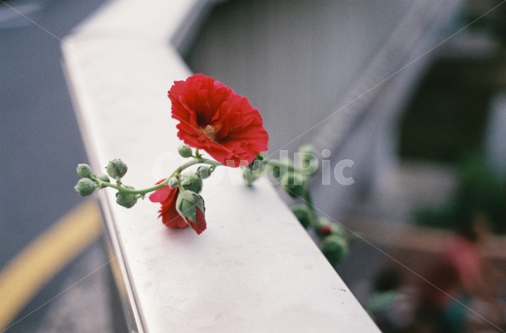 꽃,자연,감성사진,예쁨,길,식물,자연,plants,nature,꽃,flower,감성,sensible,feeling