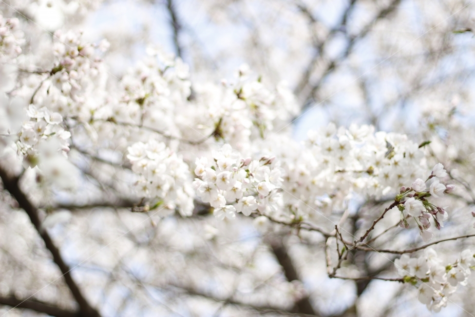 flower,spring,봄,자연,꽃,식물,나무,벚꽃,식물,자연,plants,nature,감성,sensible,feeling,봄,계절,spring,season,꽃,flower,plant