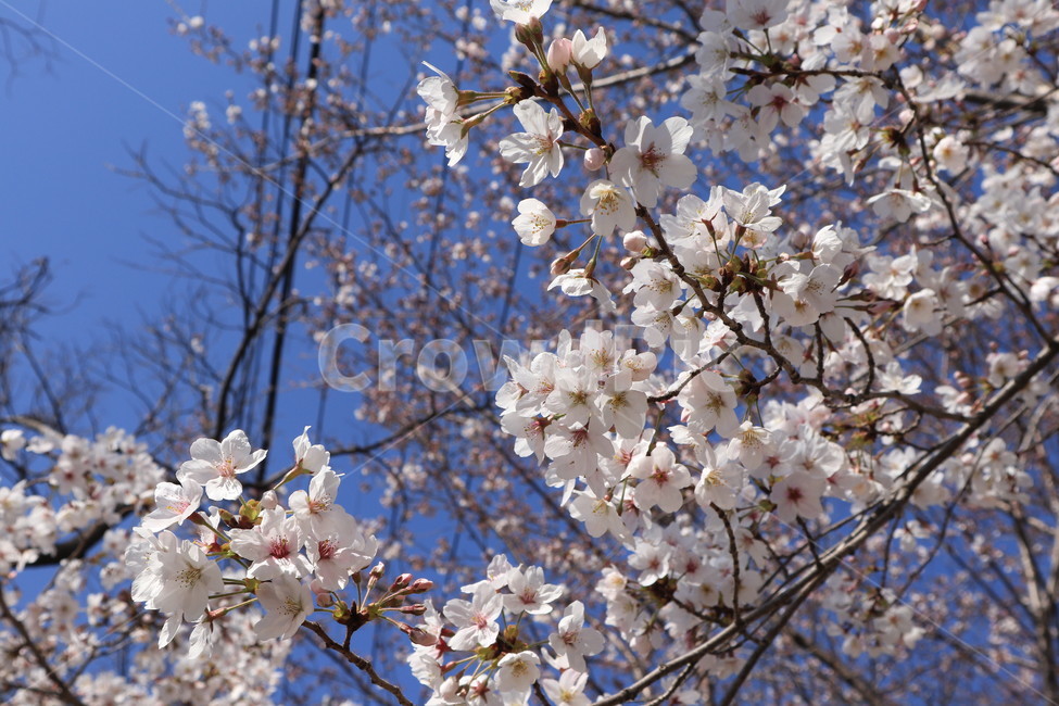 봄,벚꽃,꽃,spring,계절,시즌,season,자연,꽃봉우리,봄,계절,spring,season,plant,식물,blossom,flower