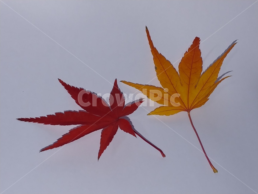 가을,단풍,나뭇잎,단풍잎,낙엽,잎,leaf,식물,나무