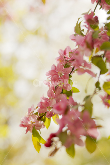 봄,꽃,식물,자연,flower,봄,계절,spring,season,식물,자연,plants,nature,꽃,flower,plant
