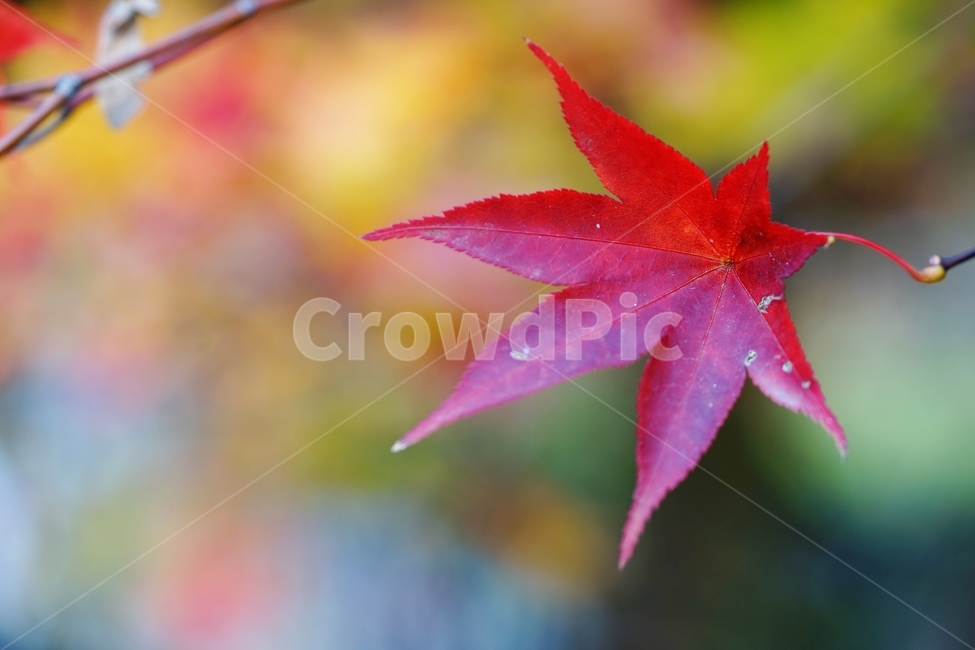 단풍잎,단풍나무,가을단풍,단풍,가을,가을,계절,fall,autumn,season,식물,자연,plants,nature