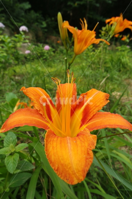 꽃,주황색,자연,식물,flower,원추리,계절,초록색,오렌지색,잎,꽃잎,plants,식물,자연,plants,nature,꽃,flower