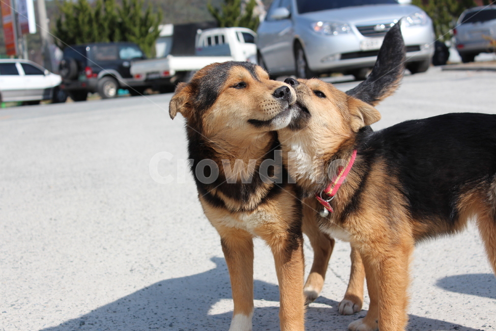 동물,animal,개,반려동물,반려견,애완동물,애완견,강아지,dog,puppy,역동적