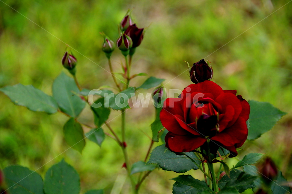 꽃,장미,식물,봄,자연,식물,자연,plants,nature,꽃,flower
