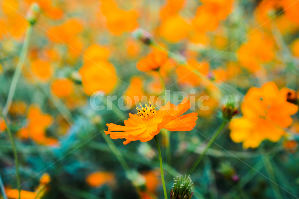 공원,노란색,코스모스,밝은,식물,식물,자연,plants,nature,꽃,flower