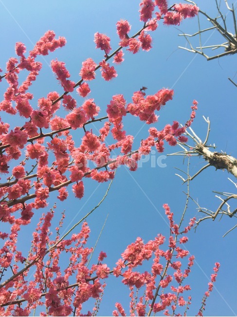 봄,매화,감성사진,감성,봄꽃,봄,계절,spring,season,식물,자연,plants,nature,꽃,flower,plant,cherry blossom,벚꽃,blossom