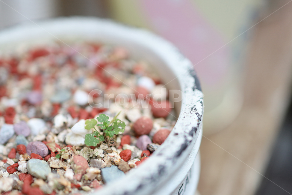 토끼풀,새싹,싹,화분,식물,plant,실내용화초,화분,화초,house plant