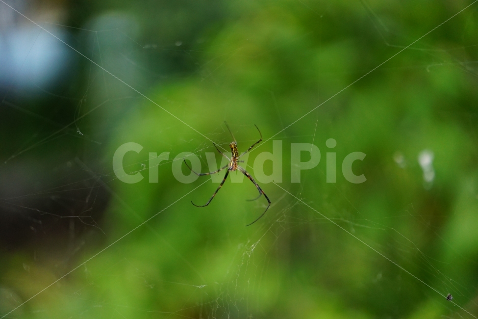 거미,거미줄,곤충,벌레,동물,식물,자연,줄기,여름,nature,animal,spider,summer,계절,season,감성,접사,macro,풍경,landscape,동물,animal,곤충,벌레,insect,bug