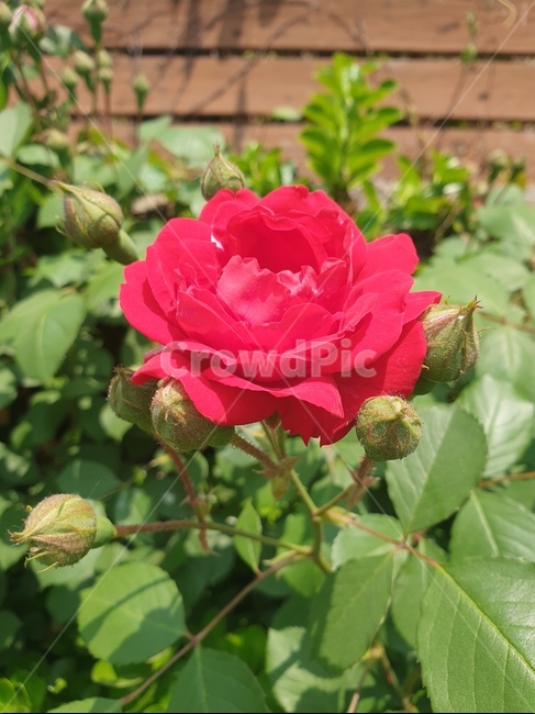 장미,로즈,rose,꽃,flower