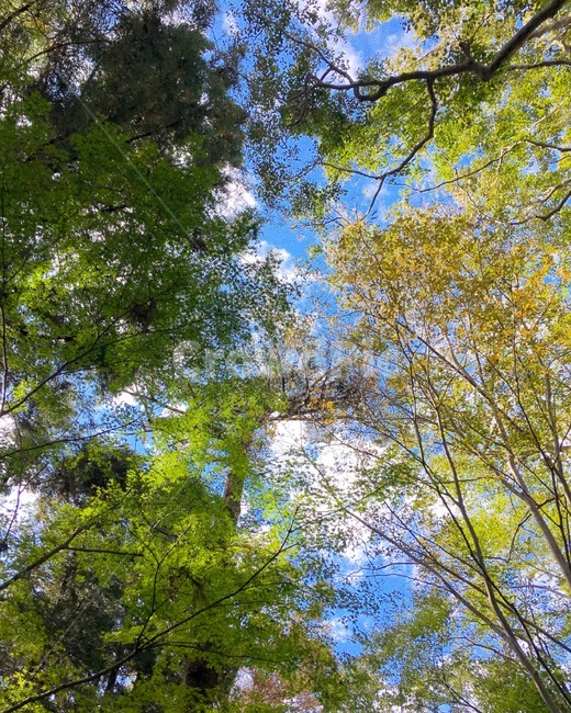 tree,나무,plant,식물,나무줄기,초록색,하늘