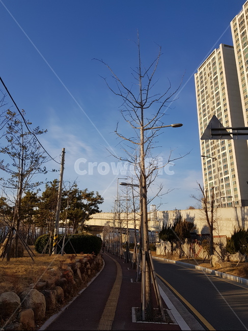 겨울,나무,아파트,도로,자전거도로,하늘,구름