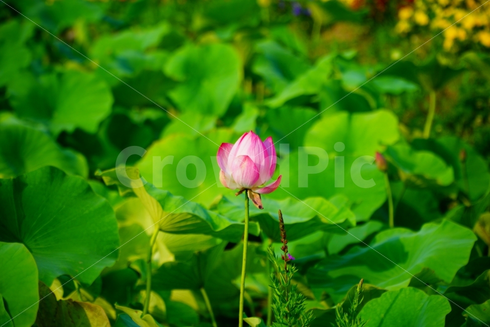 연꽃,꽃,연잎,자연,정물,식물,자연,plants,nature,꽃,flower