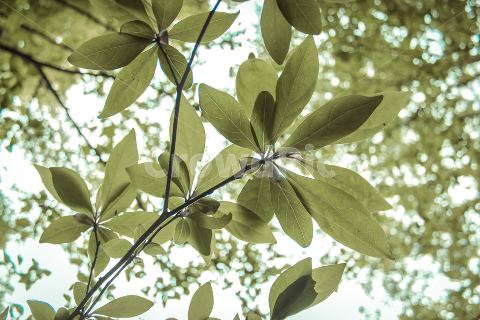 leaf,leaves,green,나무,자연,맑은날,산,nature,mountain,sunnyday,tree,나뭇잎