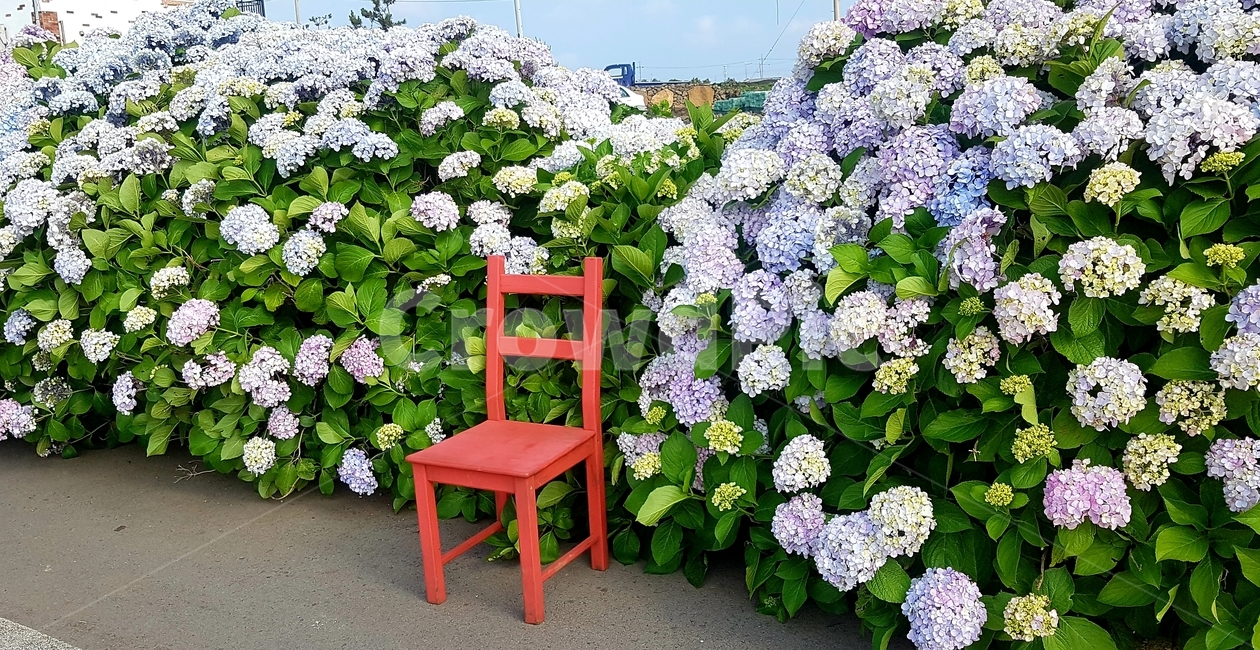 수국,해안가수국,여름꽃,bigleafhydrange,해안도로,제주수국길,여름,꽃,flower,바닷가,sea,여름날씨,계절,summer,식물,자연,plants,nature,꽃,flower