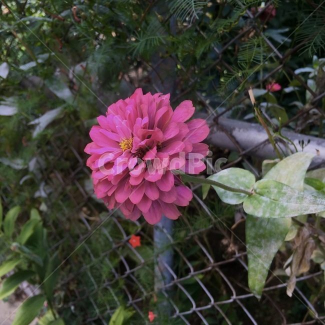 들꽃,식물,blossom,달리아,꽃,plant,dahlia