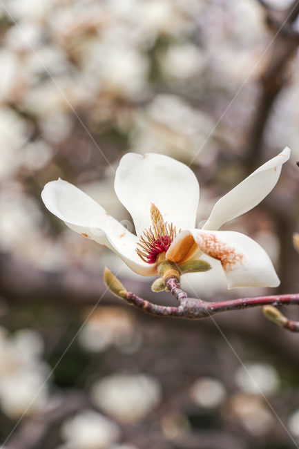 목련,꽃,flower,식물,자연,식물,자연,plants,nature,꽃,flower