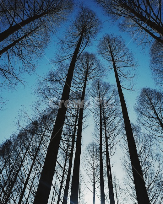 자연,나무,숲,메타세콰이어,휴양림,하늘,겨울,계절,winter,season,자연,풍경,nature,landscape,식물,plants,나무,trees,wood,plant,tree,fir,전나무