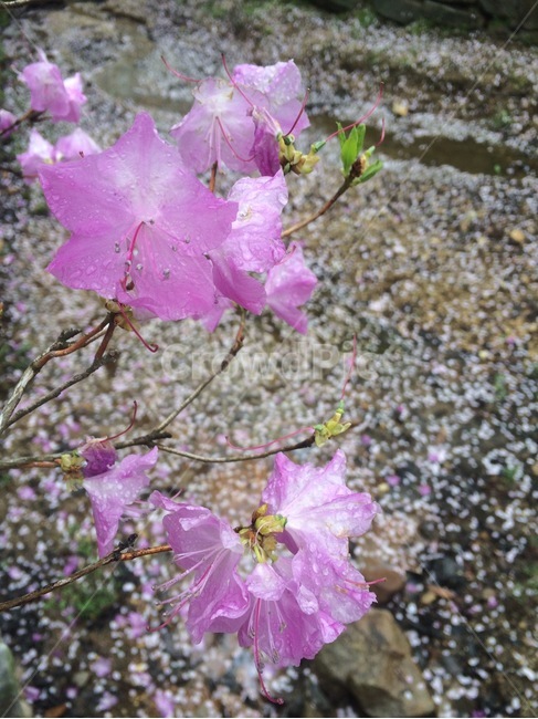 자연,식물,꽃,flower,nature