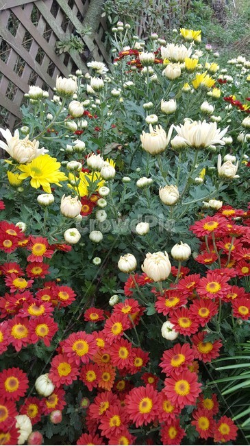 시골,울타리,꽃,국화,자연,식물,자연,plants,nature,꽃,flower