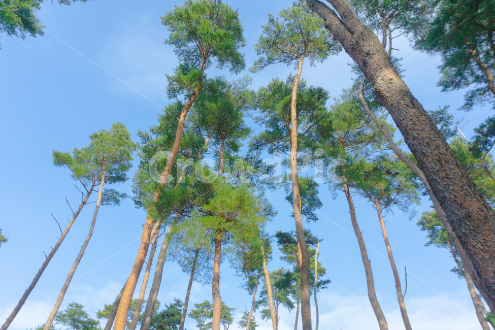 plant,식물,tree,나무,green,sky