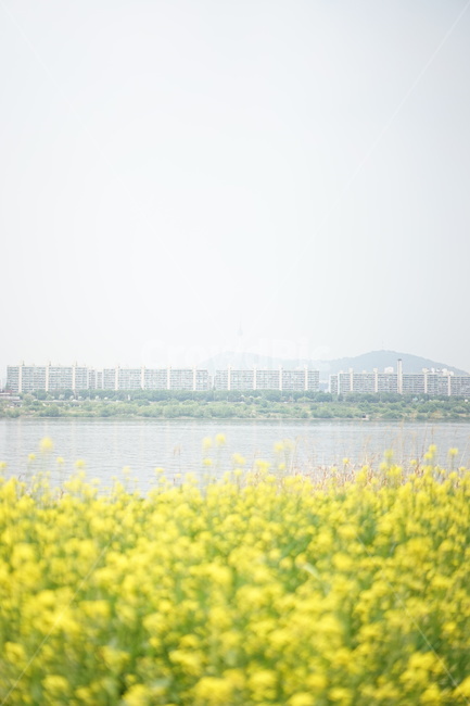 한강공원,유채꽃,식물,풍경,봄