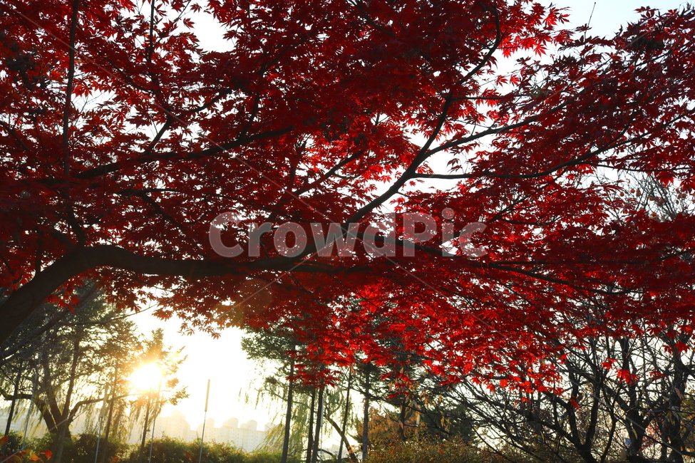 단풍,단풍나무,나무,식물,가을,자연,가을,계절,fall,autumn,season,식물,자연,plants,nature,나무,trees,wood,plant,leaf,잎,tree