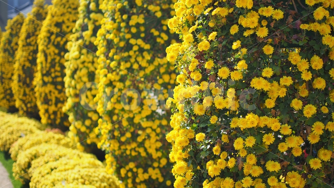 국화,가을,꽃,노란,식물,10월,꽃장식,노란꽃,yellow,색감,vivid,꽃잎,정원,식물,자연,plants,nature,꽃,flower