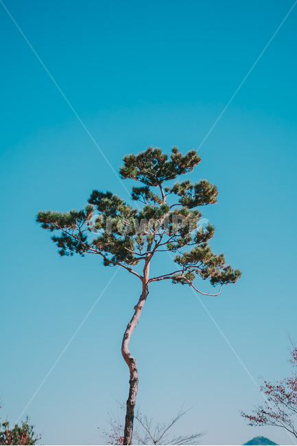 소나무,finetree,하늘,나무,자연,자연,풍경,nature,landscape,식물,plants,나무,trees,wood,색깔,색상,색채,색감,color sense,color sensitivity,feeling of color,tree,plant,tree trunk,나무 줄기
