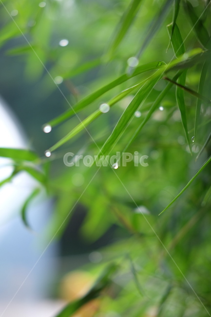 plant,식물,자연,이슬,나무,대나무,식물,자연,plants,nature