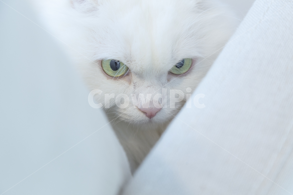고양이,반려동물,동물,고양이눈,화남,동물,animal,포유류,mammal,고양이,cat,kitten,kitty
