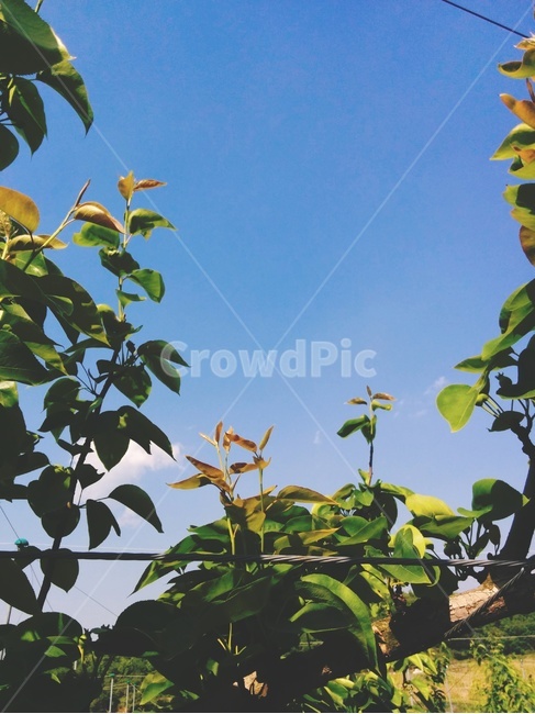 열매,나무,하늘,나뭇잎,파란하늘,과일,자연,풍경,nature,landscape,식물,plants,plant,leaf,잎