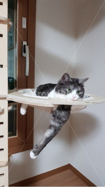 고양이,스코티쉬,캣타워,cat,집