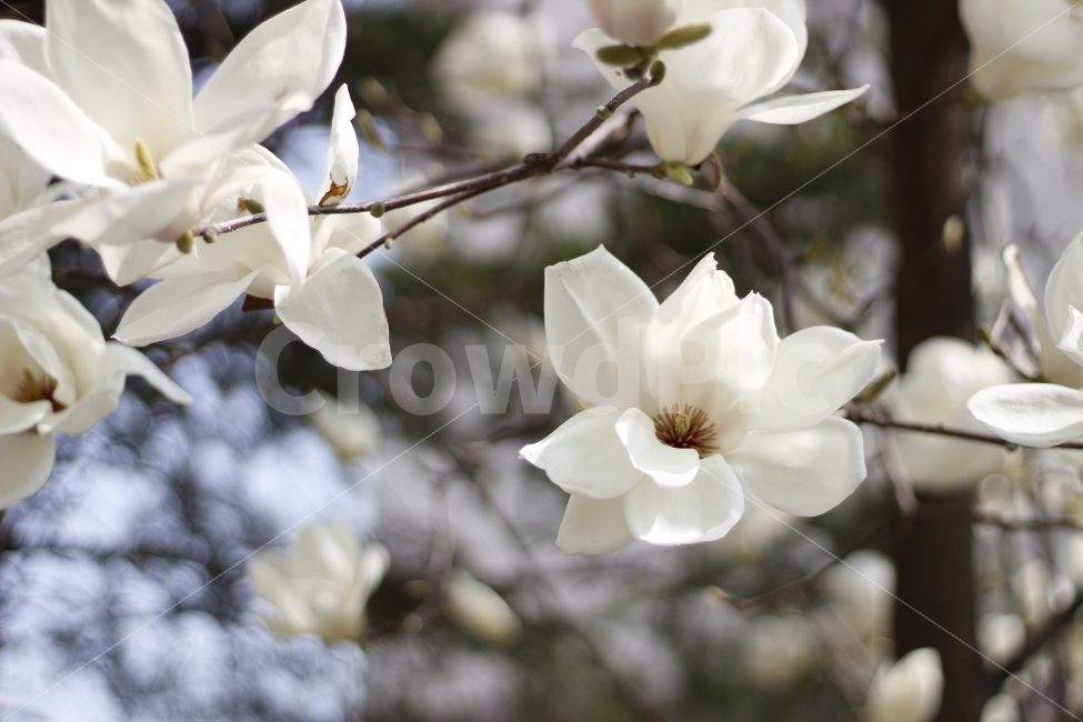 flower,spring,봄,자연,꽃,식물,나무,식물,자연,plants,nature,봄,계절,spring,season,꽃,flower,plant
