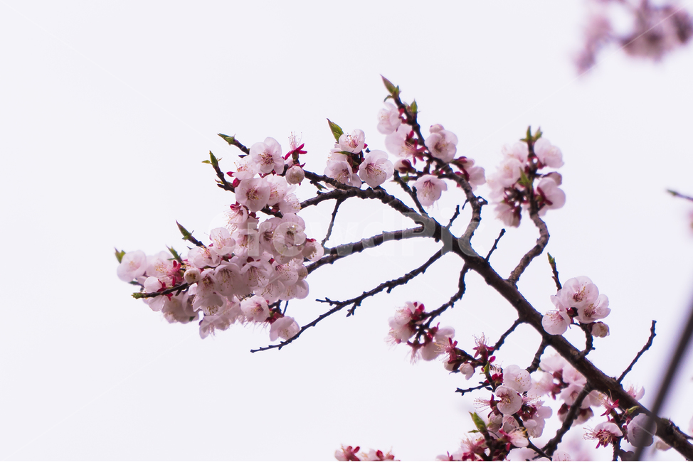 벚꽃엔딩,벚꽃,꽃,벚꽃나무,벚꽃축제,벚꽃앤딩,봄,spring,season,식물,나무,plants,nature,flower,trees,wood