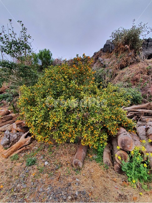 꽃,식물,나무,자연,흙,nature,tree