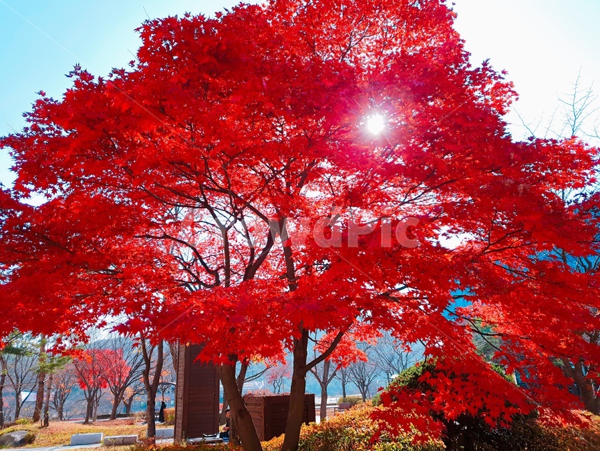 풍경,하늘,단풍나무,햇빛,구름,가을,계절,fall,autumn,season,자연,풍경,nature,landscape,tree,maple,단풍,plant,식물,leaf,잎