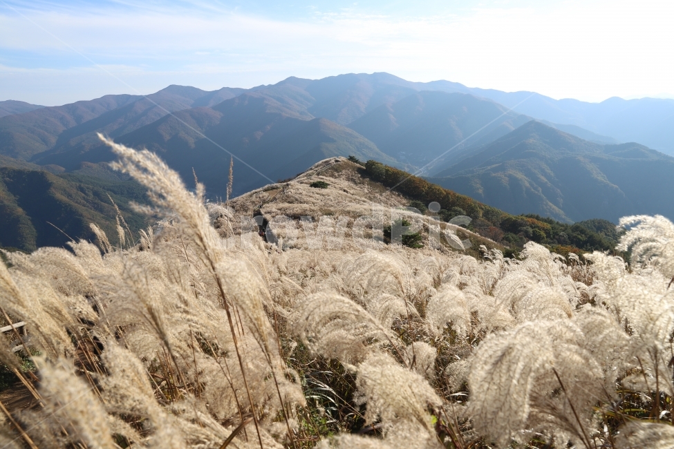 억새밭,풍경,민둥산,산,자연,가을,산행,가을,계절,fall,autumn,season,자연,풍경,nature,landscape,한국자연풍경,한국자연경관,korea nature landscape,식물,plants,grass,잔디,plant,lawn,reed,갈대