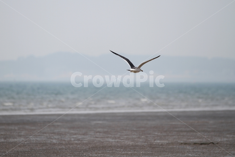 갈매기,바다,서해,갯벌,자연,새,감성,동물,animal,조류,새,birds