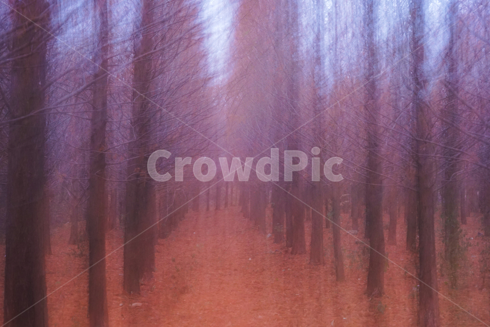 겨울,나무,숲,계절,메타세콰이어,이중촬영,다중노출,겨울,계절,winter,season,자연,풍경,nature,landscape,weather,날씨,fog,안개