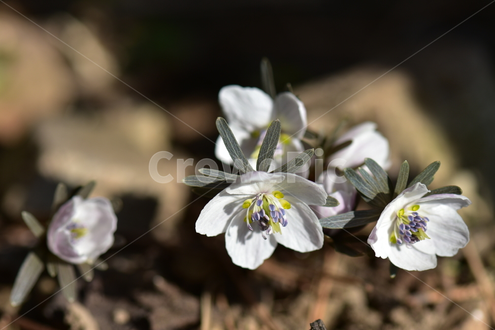 바람꽃,야생화,이른봄,은련화,흰색,다년생,식물,자연,plants,nature,꽃,flower