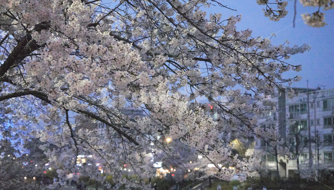 벚꽃,밤벚꽃,벚꽃놀이,봄꽃,꽃,꽃놀이