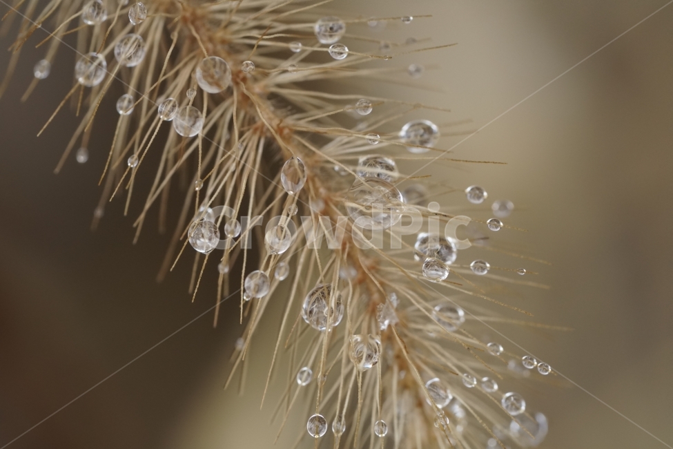 겨울,winter,season,계절,2월,February,물방울,이슬,waterdrop,dropofwater,식물,plants,자연,nature,접사,마크로,클로즈업,macro,closeup,landscape,풍경,snap,스냅,풀,잡초,추운,추위,춥다,눈이녹은,눈이녹다,얼음이녹음,얼음이녹은,얼음이녹다,눈녹음,cold,한국자연,강아지풀,투명,투명한,투명하다,맑은,맑다,구슬,유리,식물,자연,plants,nature