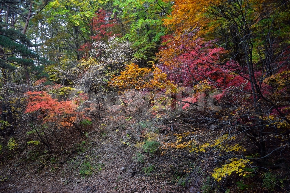 설악산,가을,풍경,단풍,탐방,국립공원,파란하늘,가을색,오색,울긋불긋,알록달록,그림같은,칼라풀,뷰티플,아름다운,힐링,감성,자연,정취,산세,명산,100대명산,nature,산,등산,트레킹,비경,경치,사진,색채,가을의정취,가을,계절,fall,autumn,season,자연,풍경,nature,landscape,한국자연풍경,한국자연경관,korea nature landscape,leaf,잎,plant,식물,tree,나무,maple,ground,바닥