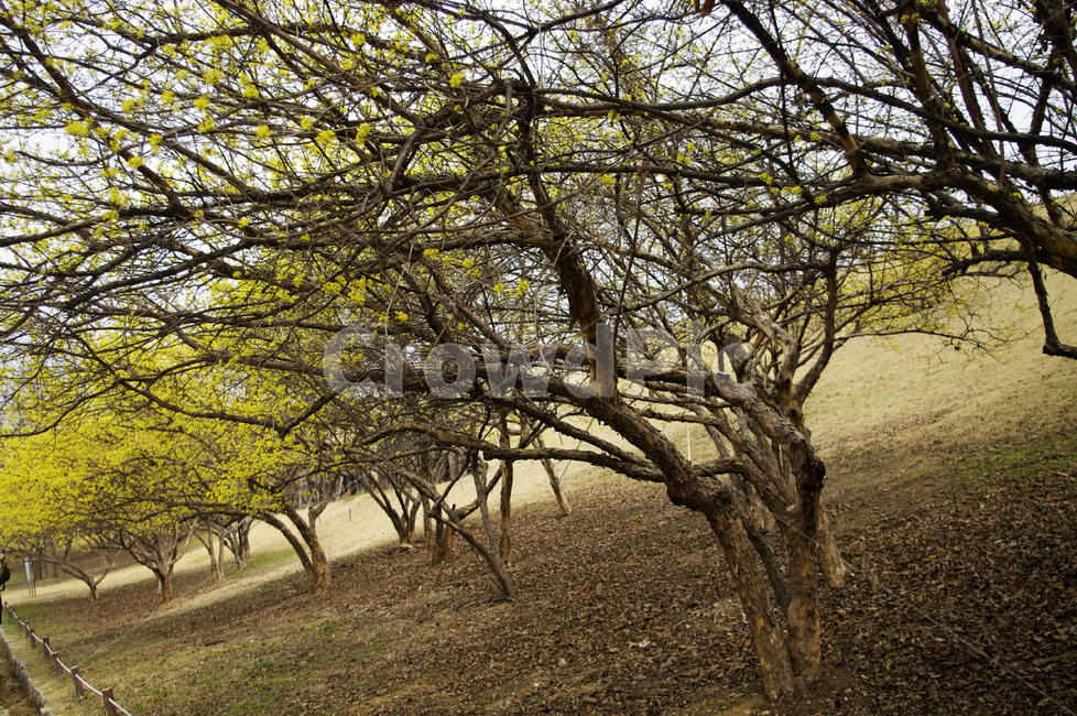 산수유,자연,nature,식물,plant,꽃,flower,나무,봄,spring,계절,봄,계절,spring,season,자연,풍경,nature,landscape,tree,tree trunk,나무 줄기,ground,바닥