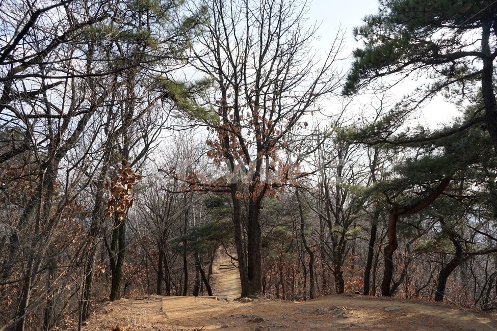 나무,자연,산,숲,산책로,계절,상록수,가지,겨울,겨울산,침엽수,활엽수,하늘배경,하늘,식물,마른잎,분위기,감성,겨울나무,쓸쓸함,외로움,고요,나뭇가지,풍경,자연,풍경,nature,landscape,tree,plant,식물,tree trunk,나무 줄기,ground,바닥
