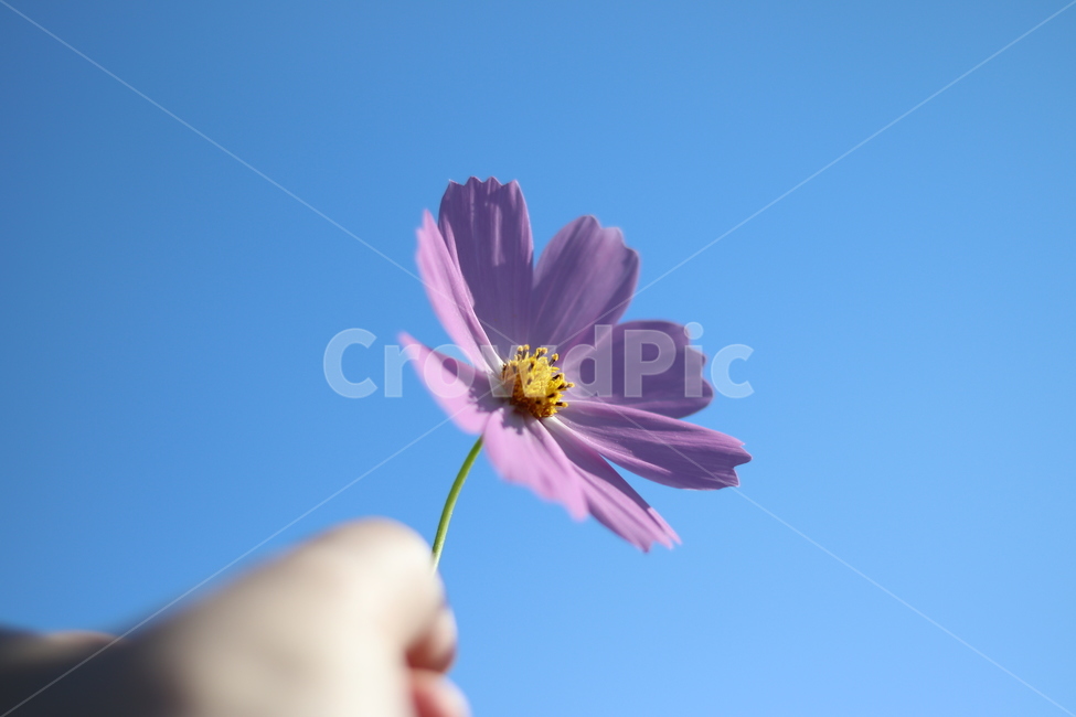 꽃,코스모스,가을,감성,대저,flower,cosmos,가을,계절,fall,autumn,season,식물,자연,plants,nature,꽃,flower,plant