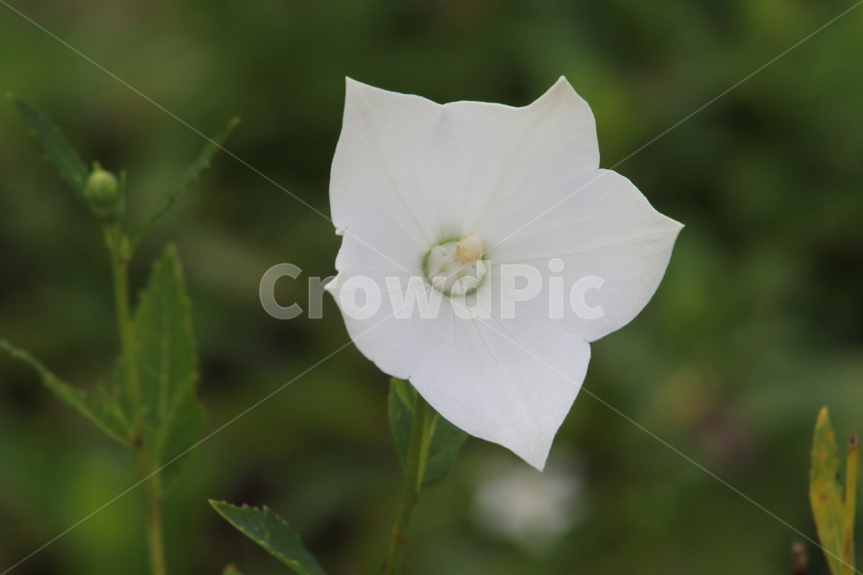 도라지,길경,꽃,식물,balloonflower,식물,자연,plants,nature,꽃,flower