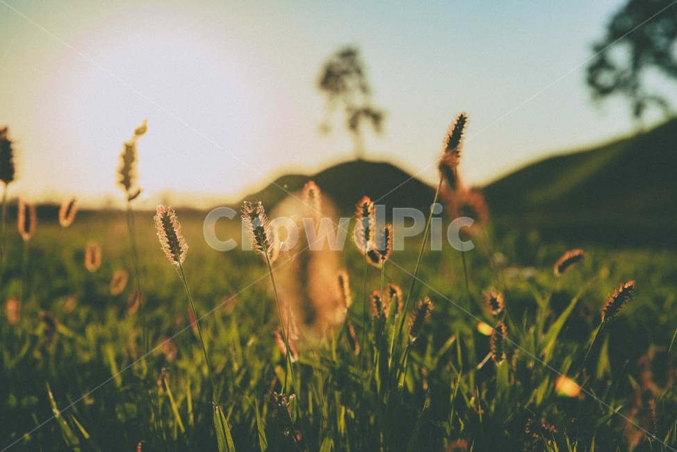 가을,노을,해질녘,자연,감성,sunset,가을,계절,fall,autumn,season,field,들,plant,식물,grass,잔디,grassland,목초지,outdoors,옥외,nature